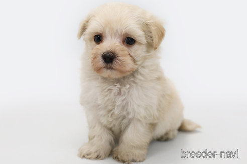 成約済の神奈川県のマルプー:マルチーズ×トイプードル-303401の3枚目